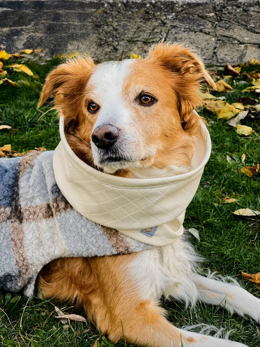 Cane con accessorio artigianale