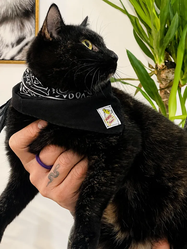 Gatto con bandana artigianale