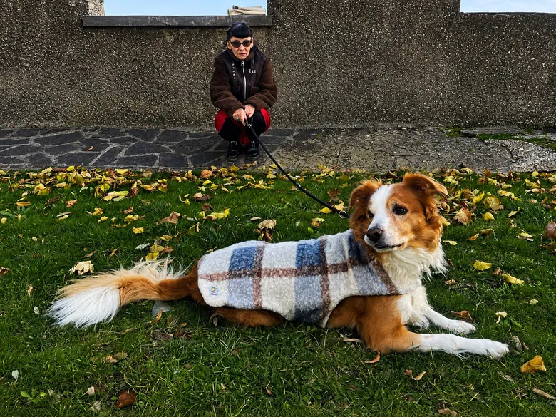 Cane con cappottino a quadri disteso sul prato