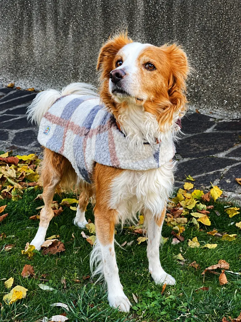 Cappottino su misura per cane