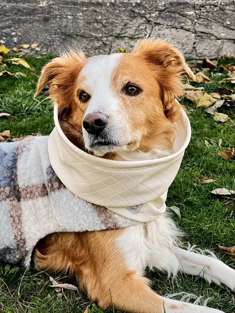Cane con scaldacollo artigianale Memphis Couture
